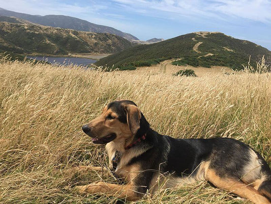 Working Dog Breed of the Month: New Zealand Huntaway