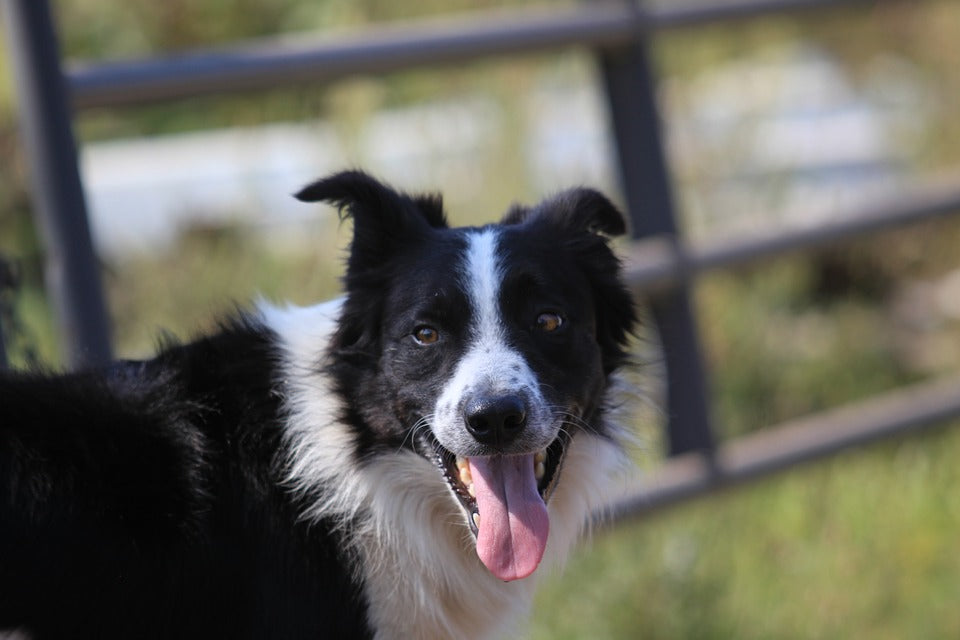 3 safety tips for your working farm dog