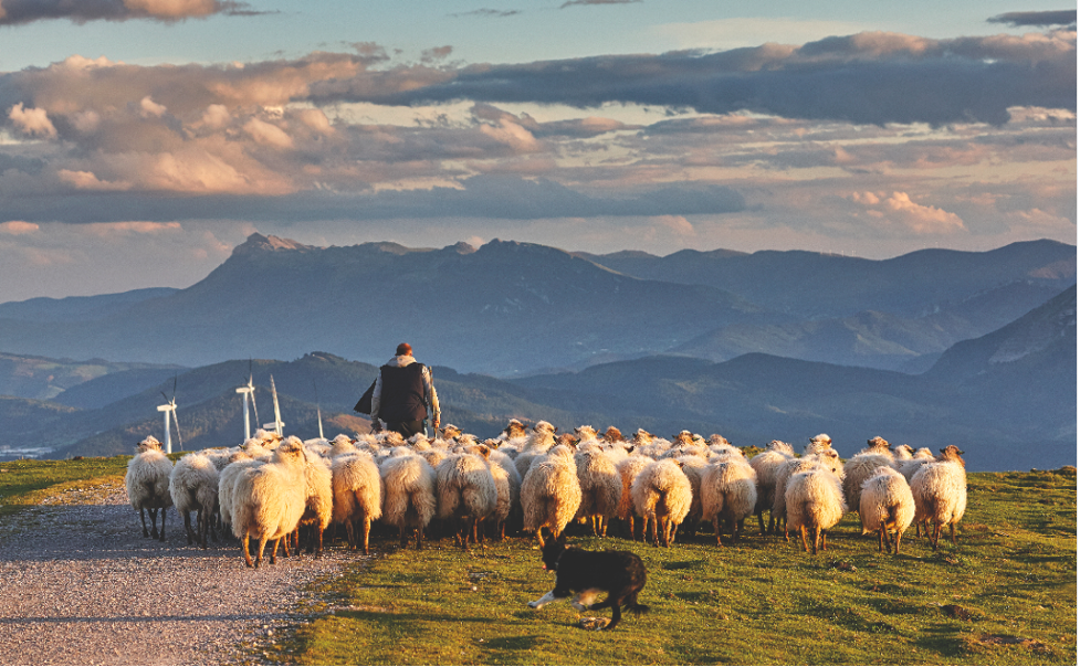 Wishbone launches Wishbone Gold, the first working dog food made in New Zealand in support of New Zealand farmers - Wishbone Gold