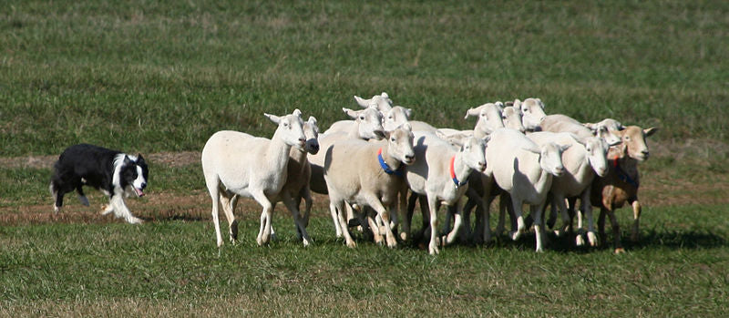 What makes the Border Collie a great herder