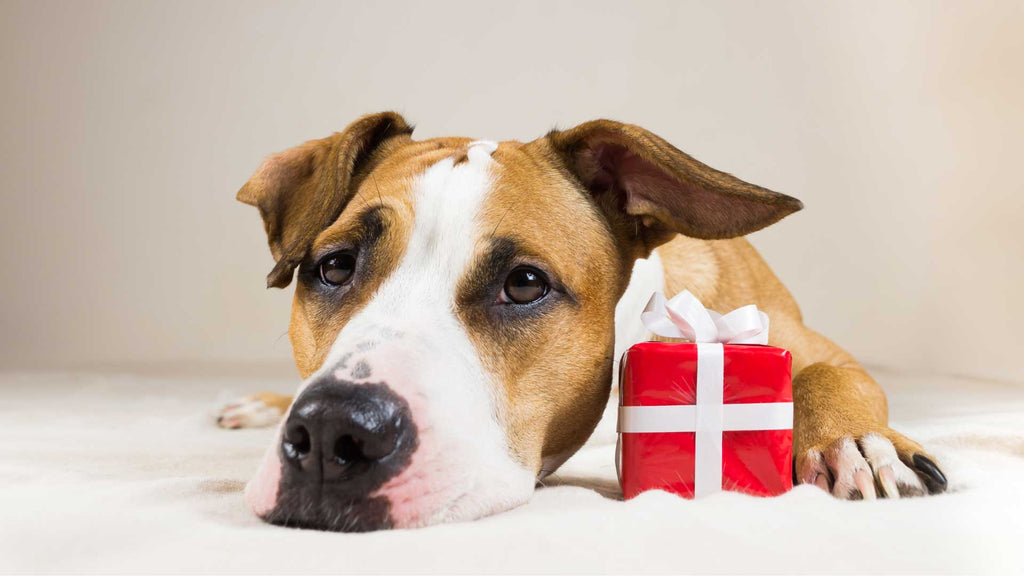 My Love Language For My Pets: Gift-Giving - Expressing Love to Our Fur Babies