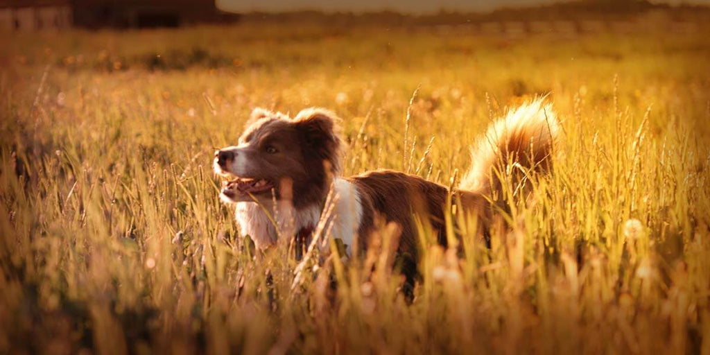 What is Taurine and why Dogs Need it