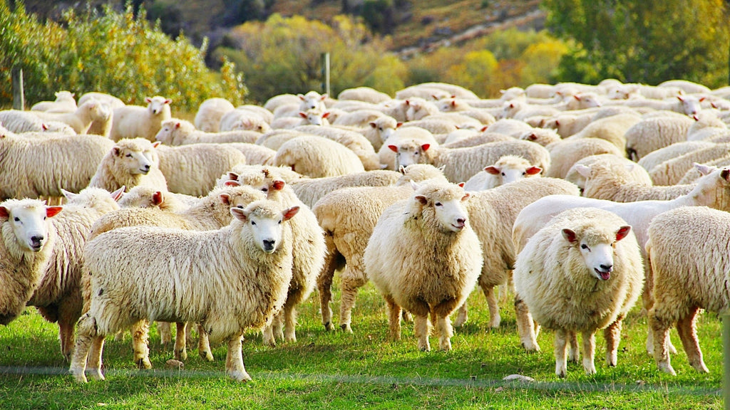 What New Zealand Lamb Has To Offer Cats