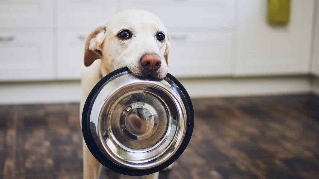 Wishbone Kitchen: Hassle-Free Salmon Recipes for Dogs