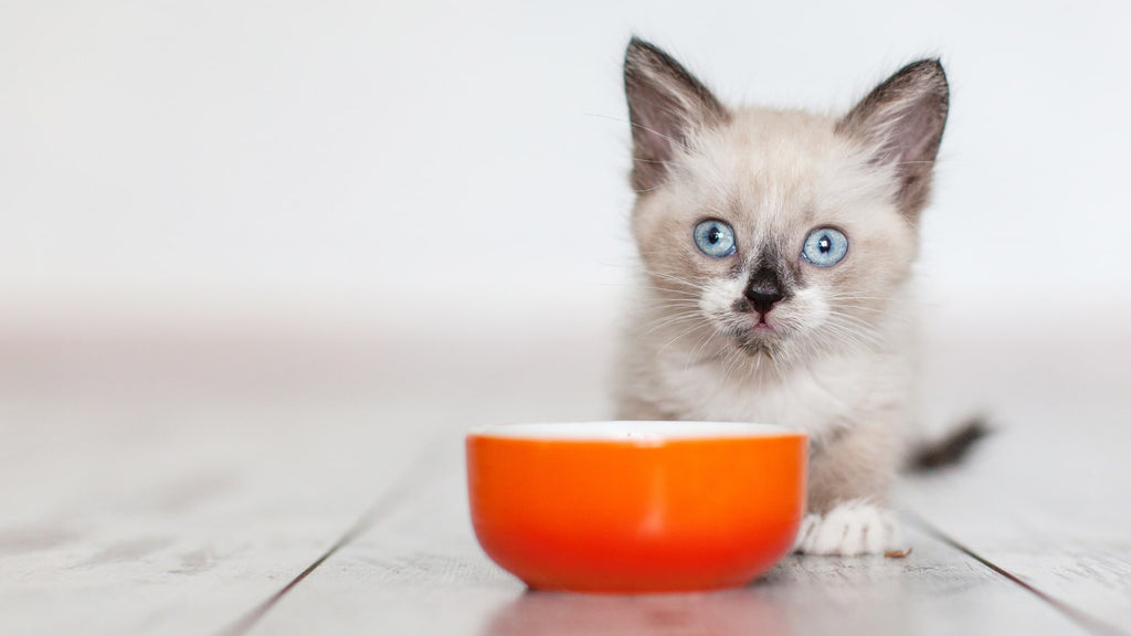 Nourishing Their Future: The Benefits of Wishbone Pet Food for Kittens