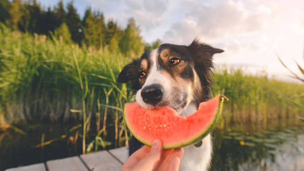 Understanding The Truth About a Dog's Omnivorous Diet