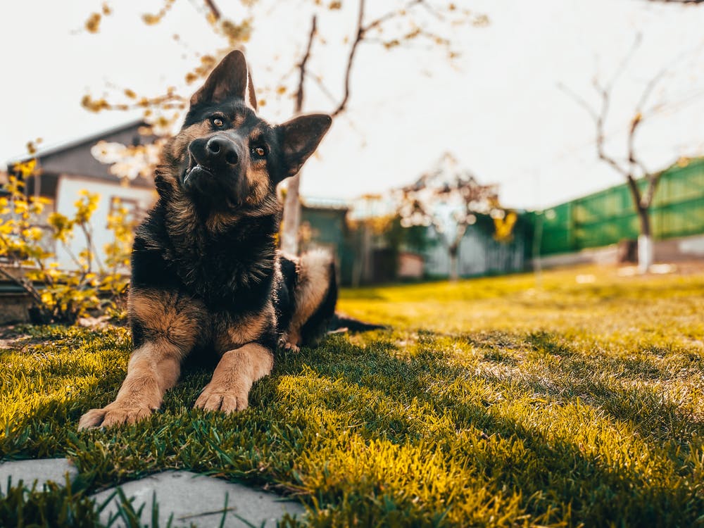 Farm dog facts: What makes the German Shepherd a great herder